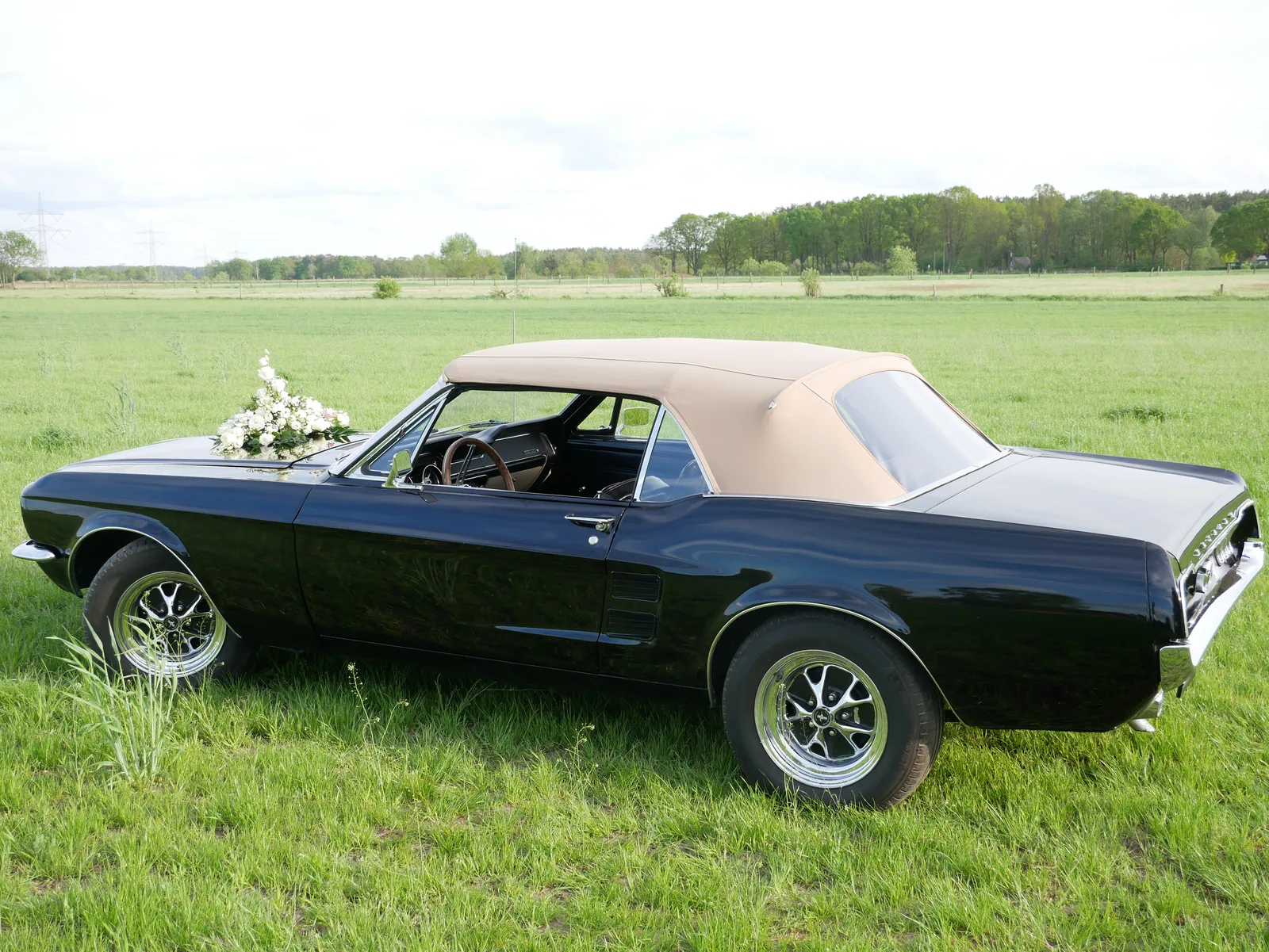 Schwarzer Mustang mit Blumenschmuck von hinten im Feld